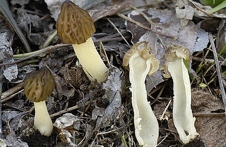 Halbfreie Morchel (Mitrophora semilibera) - © Heinz Prelicz